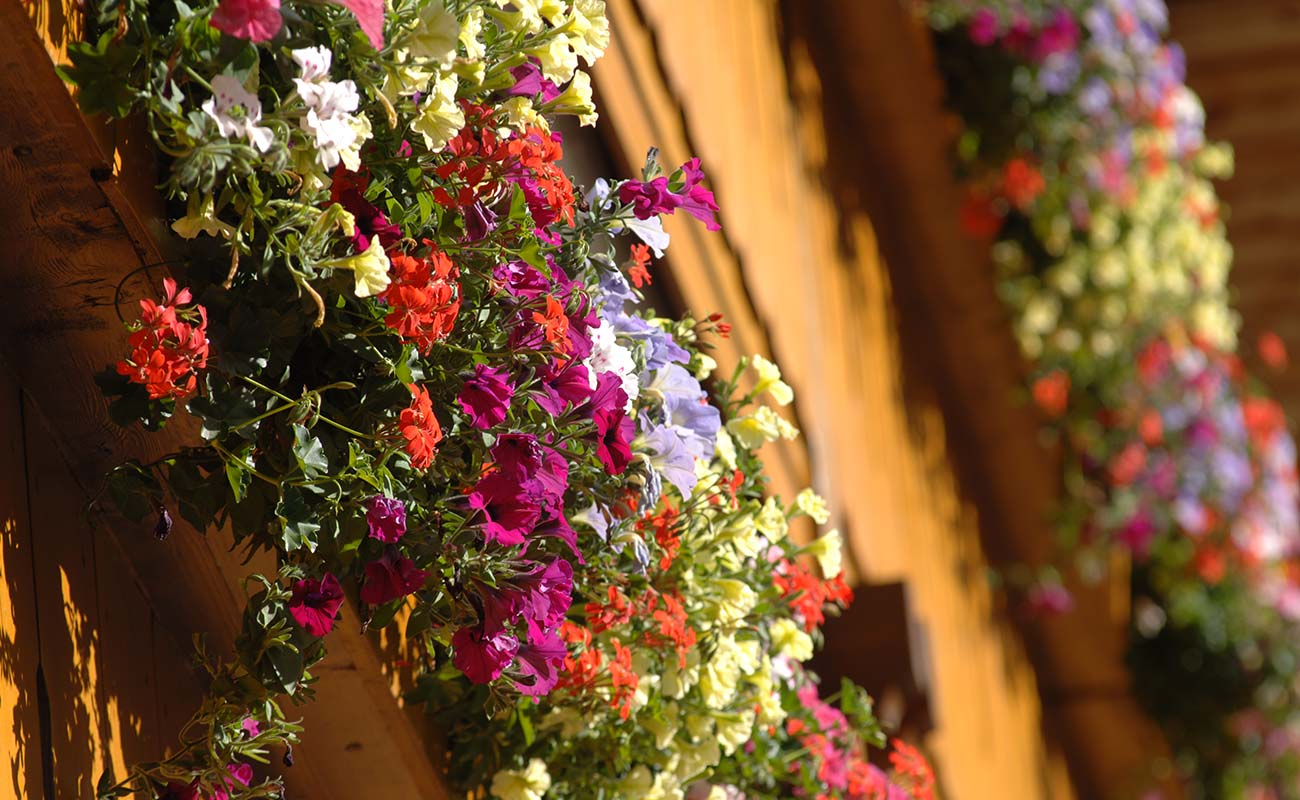 Detail eines mit Blumen geschmückten Balkons