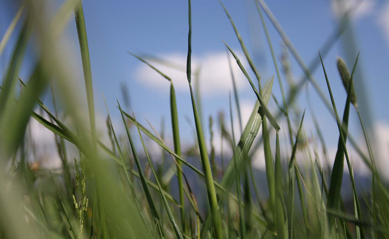 Grashalme in Nahaufnahme und blauer Himmel im Hintergrund